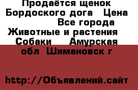 Продаётся щенок Бордоского дога › Цена ­ 37 000 - Все города Животные и растения » Собаки   . Амурская обл.,Шимановск г.